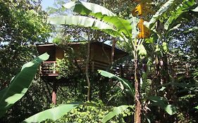Treehouse Pilon Pavones